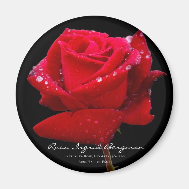 Aimant Rose rouge マ グ (Devant)