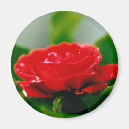Aimant Rose rouge de la passion couverte de gouttes de ro