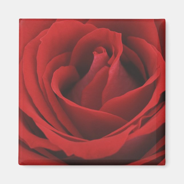 Aimant Rose rouge florissante (Devant)