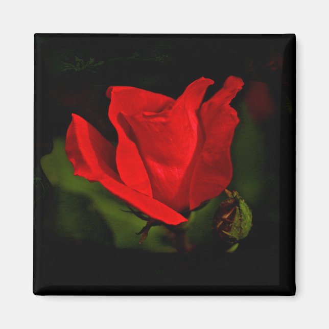 Aimant Rose rouge - Passion noire (Devant)