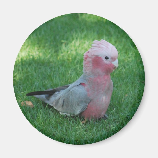 Aimant Roseate Cockatoo (Devant)