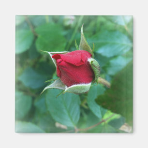 Aimant rosebud rouge