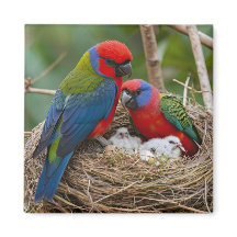 Rosella