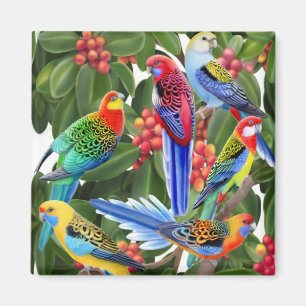 Aimant Rosella Parrots dans l'aimant de l'arbre des figue