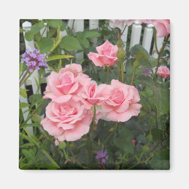 Aimant Roses Roses (Devant)