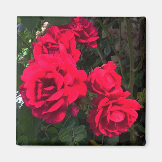 Aimant Roses rouges en floraison (Devant)