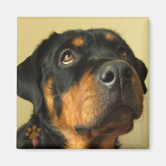 Aimant Rottweiler