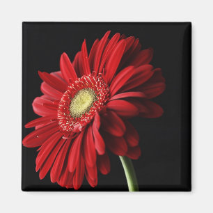 Aimant rouge de carré de marguerite de Gerber