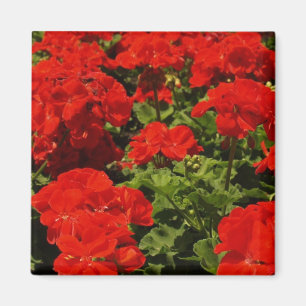 Aimant rouge de géraniums