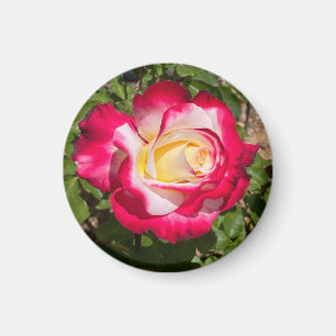 Aimant Rouge et rose jaune