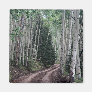 Aimant Route à travers le bouleau