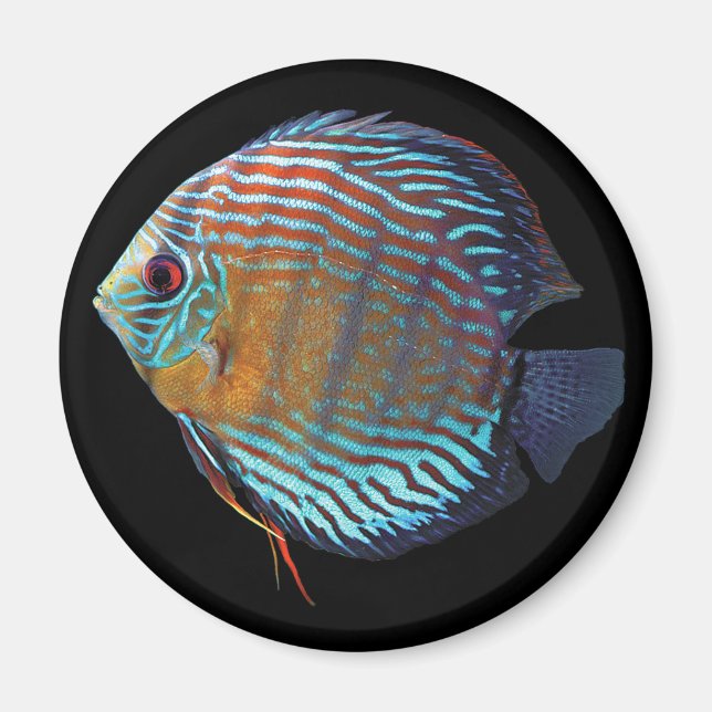 Aimant Royal Blue Discus (Devant)