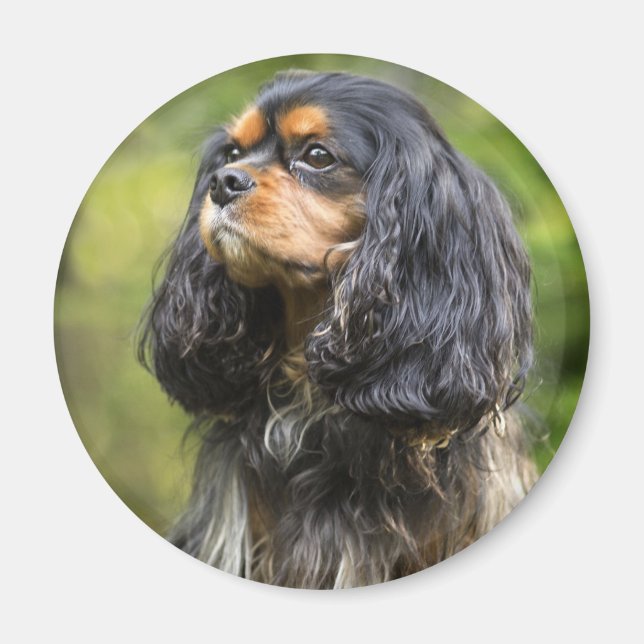Aimant Royal Cavalier King Charles Spaniel (Devant)