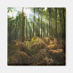 Aimant Royaume-Uni, Angleterre. Rayons de soleil traversa