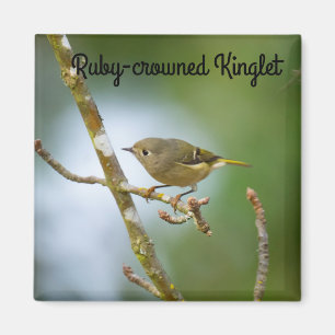 Aimant Ruby Crowned Kinglet