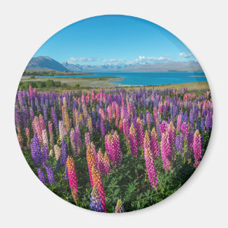 Aimant Russle Lupines au lac Tekapo | Nouvelle-Zélande