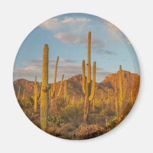 Aimant Saguaro cactus at sunset
