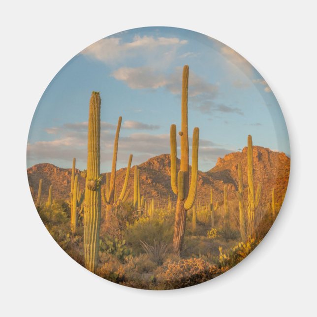 Aimant Saguaro cactus at sunset (Devant)