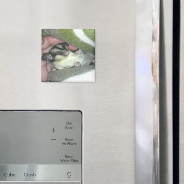 Aimant Saigneuse à sucre dormant dans la couverture (In situ (réfrigérateur))