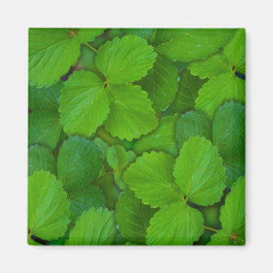 Aimant Saint Basil Tulsi Green Mint Feuilles