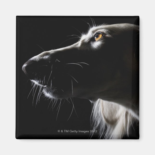 Aimant Saluki, portrait (Devant)