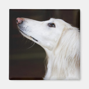 Aimant Saluki recherchant