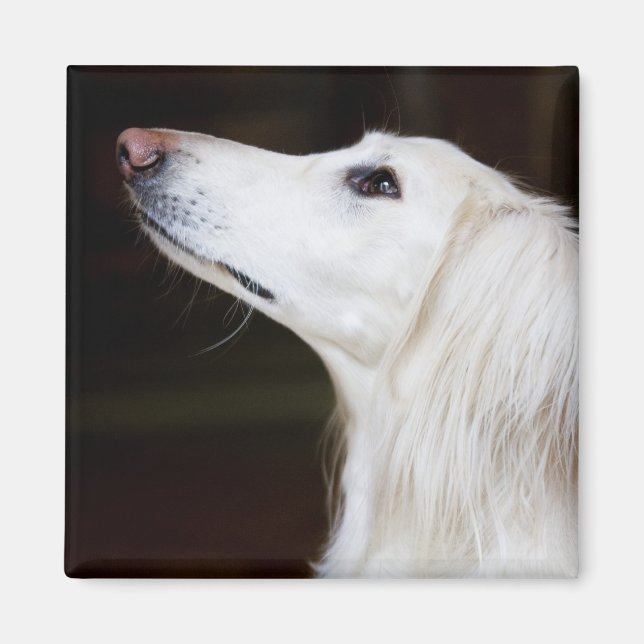Aimant Saluki se lève (Devant)