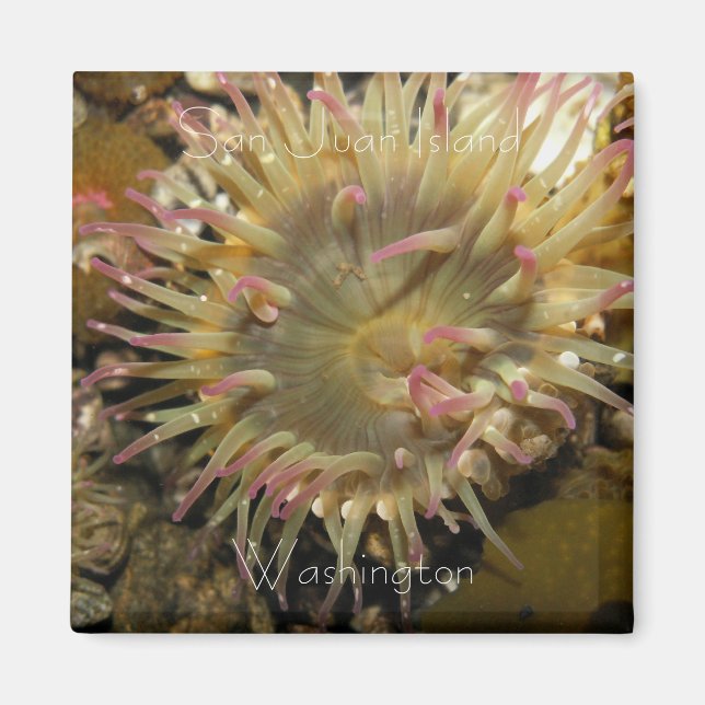 Aimant San Juan Island, Washington (Devant)