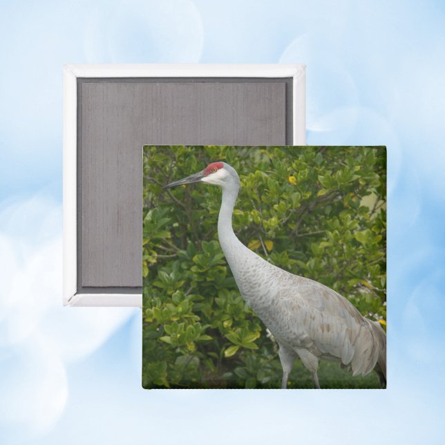Aimant Sandhill Crane Nature Bird Photographie (A magnet with a photo of a sandhill crane bird)