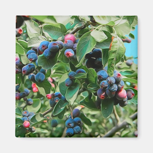 Aimant Saskatoon (Devant)