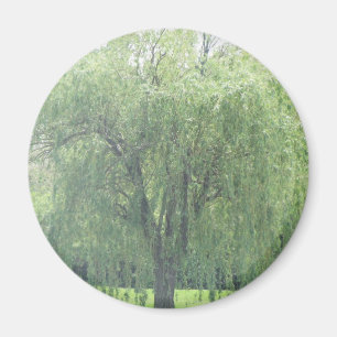 Aimant Saule pleurant