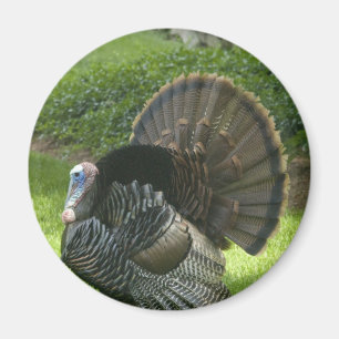 Aimant sauvage de la Turquie