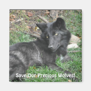 Aimant SAUVER NOS LOUPS GRIS Faune Loup Noir Pup