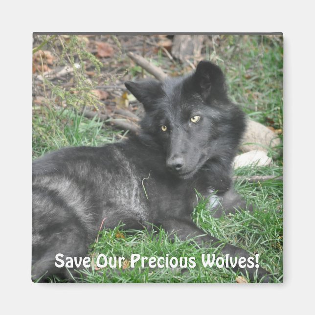 Aimant SAUVER NOS LOUPS GRIS Faune Loup Noir Pup (Devant)
