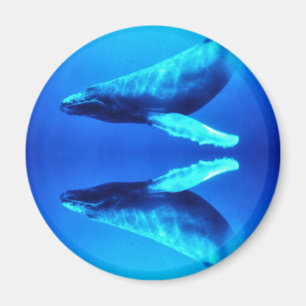 Aimant Sauvez les baleines