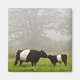 Aimant Scène brumeuse de la vache ceinturée à Galloway