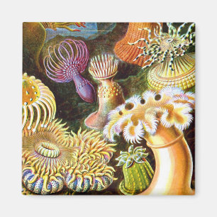 Aimant Sea Anemones Ernst Haeckel Art