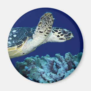 Aimant Sea Life - Tortue de mer
