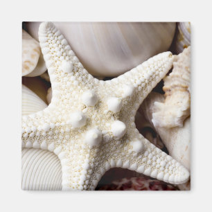 Aimant Sea Shell Starfish Arrière - plan - Beach Shells