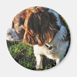 Aimant Séance de cocker de chien