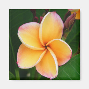 Aimant Sens tropicaux
