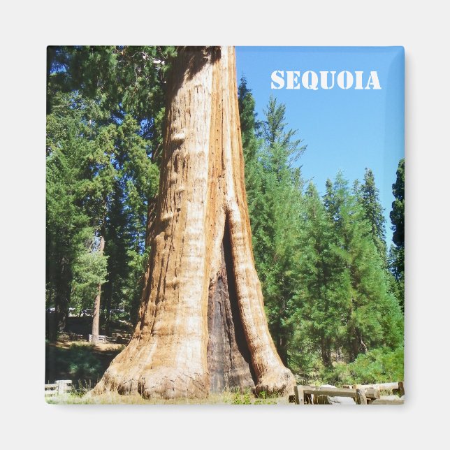Aimant Sequoia géant ! (Devant)