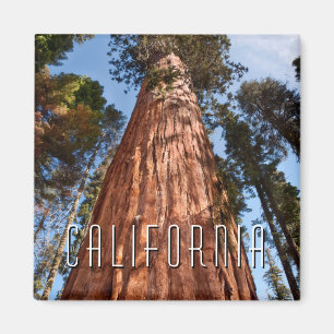 Aimant Séquoia géante