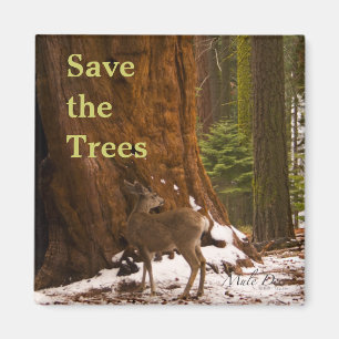 Aimant Séquoia Sauvons l'aimant des arbres