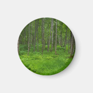 Aimant Sérénité de la forêt verte vibrante