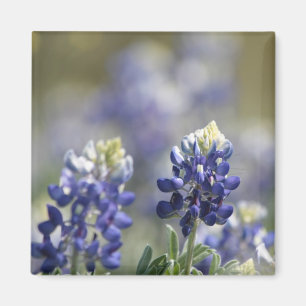 Aimant Série #7 de photographie de Bluebonnets de Texas