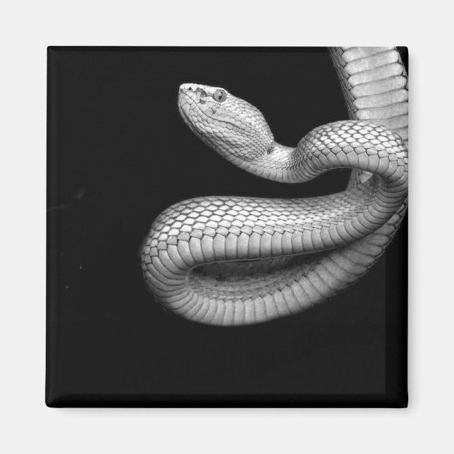 Aimant Serpent (Devant)