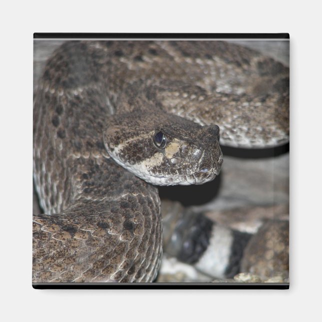 Aimant Serpent à sonnette (Devant)