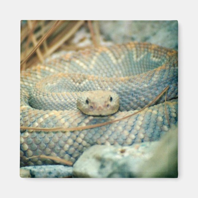 aimant serpent à sonnette (Devant)