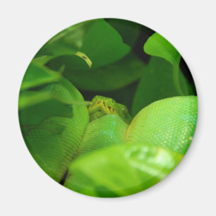 Aimant serpent vert de python d'arbre
